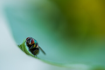 fly on a green leaf