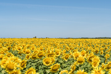 Champ de tournesols