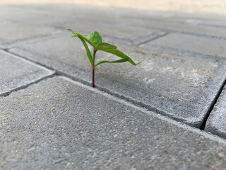 A little plant has found the right way in a hole between road tiles. Opportunity concept. Soft focus