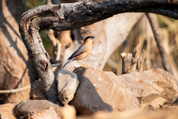 Brahminy starling