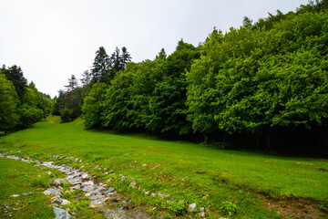 a stream in the forest with cloudy sky