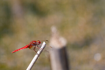 fire dragonfly
