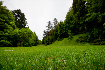 Grass field in the forest with cloudy sky at springtime