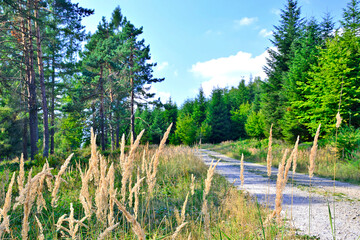 Blurred view of forest road in summer sunny day,  Low Beskids (Beskid Niski), Poland