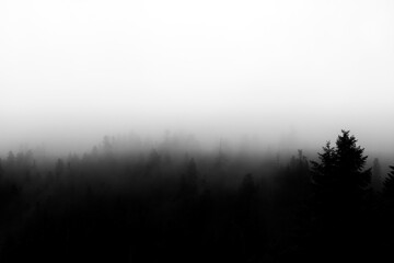 Black and white photo of Fog and Forest 