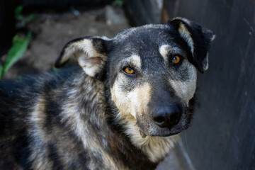 Portrait of a stray dog, gray in color with brown eyes