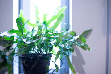 窓際で陽を浴びる観葉植物
