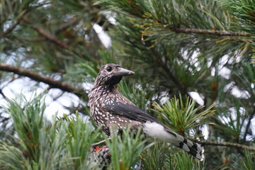 a nutcracker perched on a swiss stone pine
