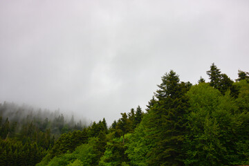 forest in the fog