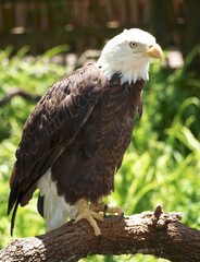 Bald Eagle sitting on a branch