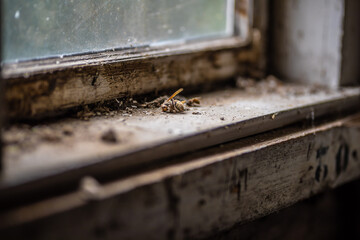 Tote Wespe Hornisse Biene liegt auf einem maroden Fensterbrett