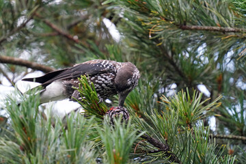 a nutcracker perched on a swiss stone pine