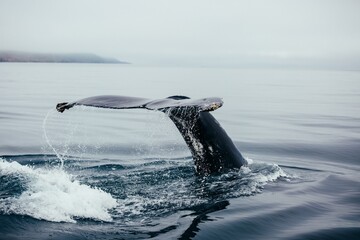 Closeup shot of a whale swimming in the ocean with its tail on the outside