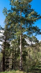 Fototapeta premium Aspen trees in Carson National Forest and the Sangre de Cristo Range of the Rocky Mountains, in New Mexico