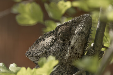 Portrait of a chameolon close up between branches.  The Malagasy giant chameleon is the largest species of chameleon, it can grow to a length of over 70 cm (Furcifer oustaleti )