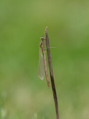 Newly Emerged Large Red Damselfly