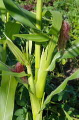 Common corn with Mature cobs