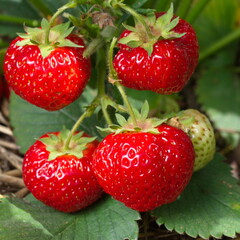 Ripe strawberries on the bed close-up
