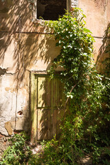 Fragment of the ruins of an old house - a wall with a door overgrown with ivy on a sunny day,...