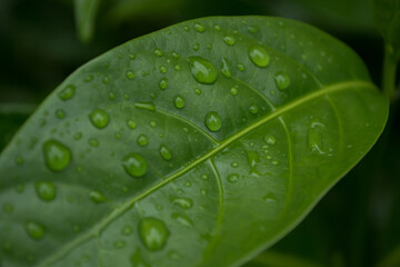 green leaf with water drops