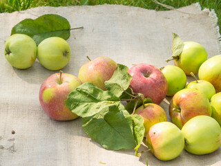 Summer in a rustic garden concept - fresh small apples with leaves picked in the garden for cooking compote on a linen napkin