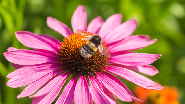 Summer macro photo - bumblebee on a large echinacea flower close up