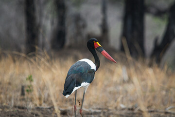 Saddle Billed Stork