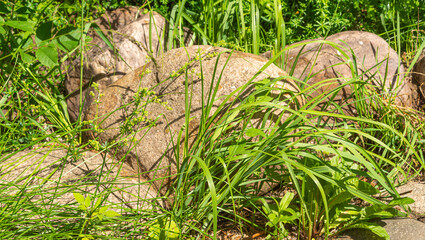 Elements of landscape design - medium boulders in the grass on a plot close-up