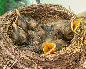 Four five-day old baby robins are sitting inside their nest, waiting for food
