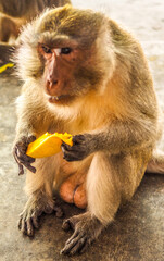 Monkey Phuket