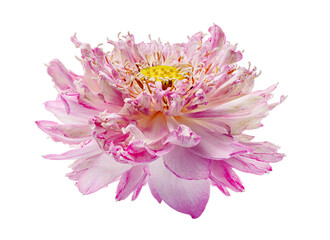 Lotus flower, Close up of Pink lotus flower blooming isolated on white background, with clipping path  