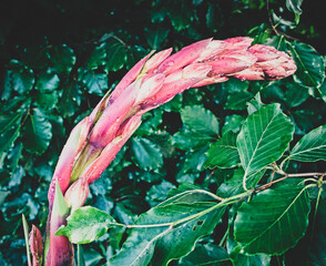 Intensywnie różowy duży kwiat, pokryty kroplami rosy lub deszczu. Młode kolorowe pąki na tle ciemnozielonych liści gęstego kszewu.