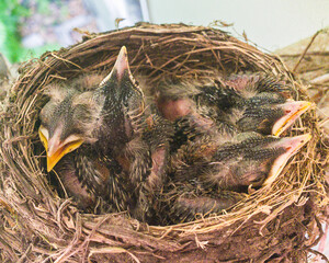 Four six-day old baby robins are sitting inside their nest, waiting for food