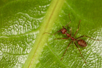 Close up macro red ant on green leaf on nature at thailand