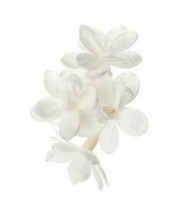 Obraz premium Piękny świeży kwiat bzu na białym tle