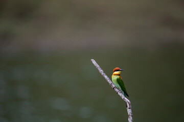 Chestnut - headed Bee - eater