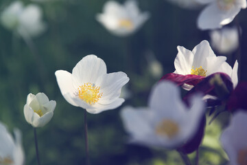 Obraz premium Beautiful blossoming Japanese anemone flowers outdoors on spring day