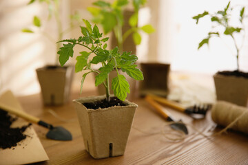 Green tomato seedling in peat pot on wooden table