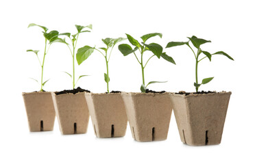 Green pepper seedlings in peat pots isolated on white