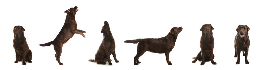 Set of Chocolate Labrador Retriever dogs on white background. Banner design
