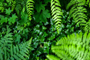 green fern leaf