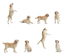 Set of adorable Labrador Retriever dogs on white background