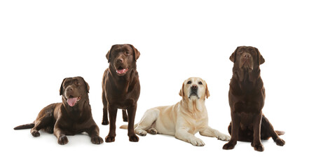 Obraz premium Set of adorable Labrador Retriever dogs on white background