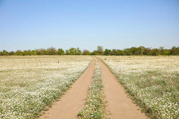 Fototapeta na wymiar Country road going through beautiful chamomile field on sunny day