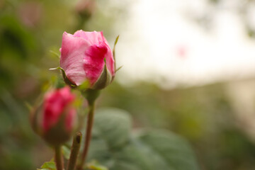 Beautiful pink rose bud outdoors, closeup. Space for text