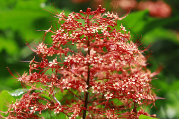 Pagoda flower is an erect, open semiwoody shrub with large evergreen leaves and huge showy clusters of orange-red or scarlet flowers held above the foliage. The plant sometimes has many stems and gets