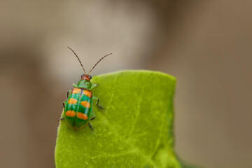 Pequeno besouro verde com manchas amarelas em folha verde.