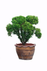 bonsai tree isolated on white