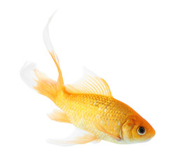 Beautiful bright small goldfish isolated on white