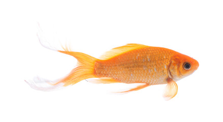 Beautiful bright small goldfish isolated on white